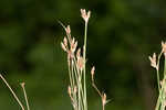 Densetuft hairsedge